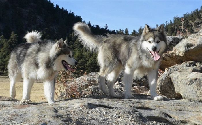 Американская коренная собака