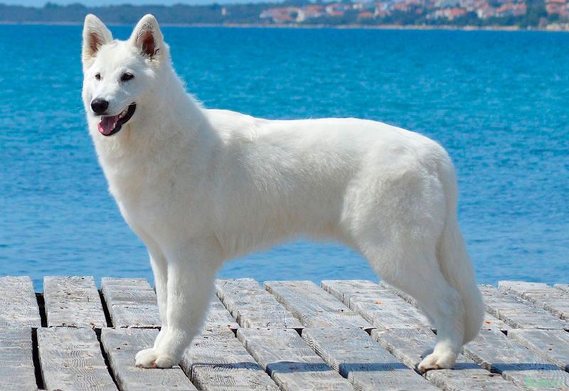белая, швейцарская
