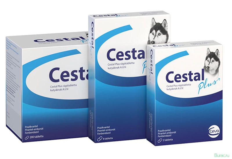 цестал, собак