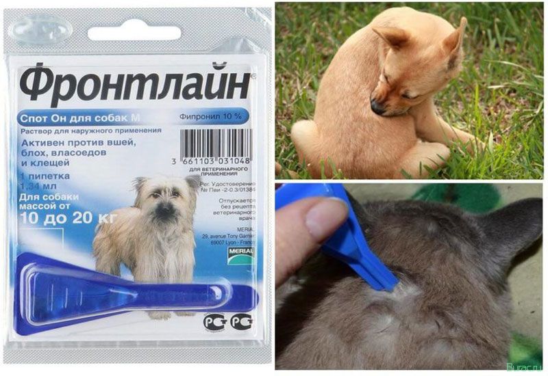 фронтлайн, собак, собака