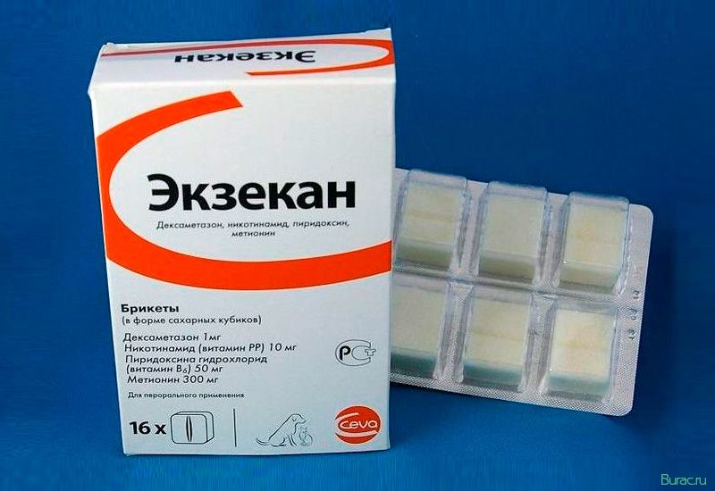 экзекан, собак