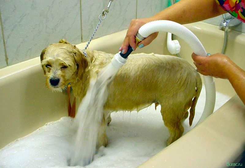 мыть, собаку