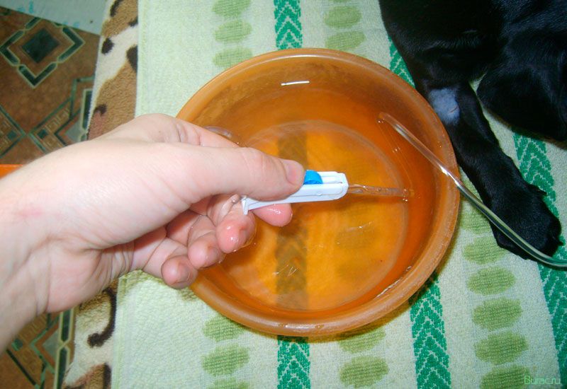 поставить, капельницу, собаке