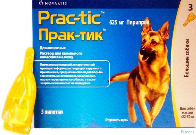 капли, практик, собак