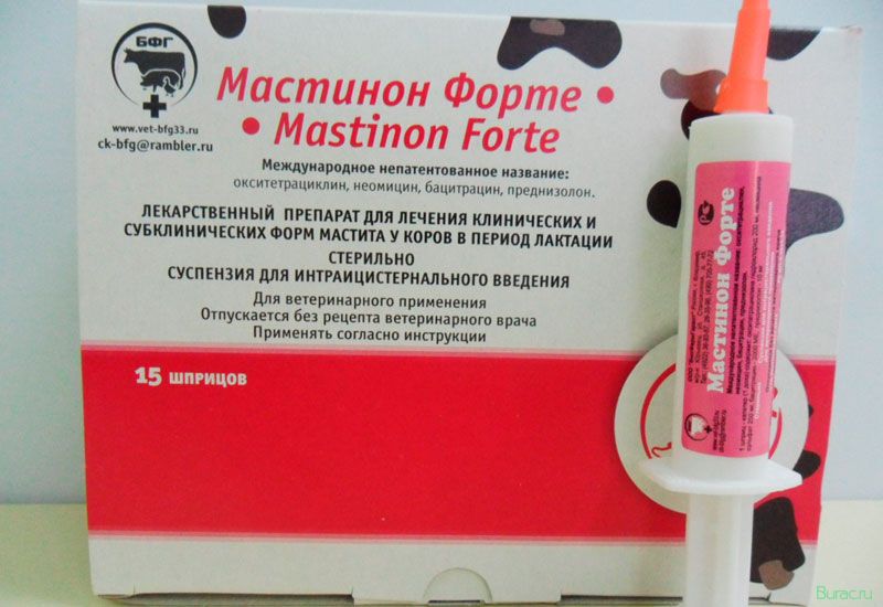 мастиет, форте, собак мастиет, форте, собак