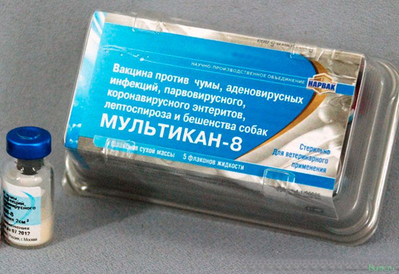 мультикан, собак, домашних животных