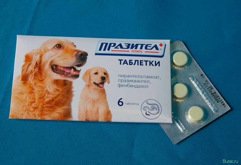 празител, собак, виде суспензии