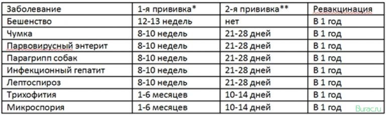 собаки, уживаются, прививки