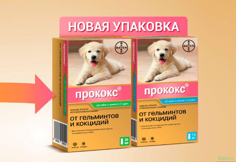 прококс, собак