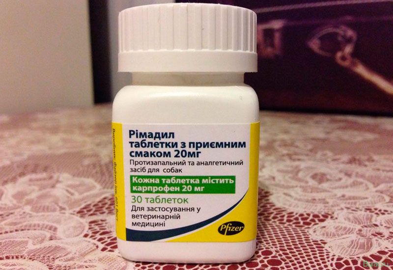 римадил, собак, собака римадил, собак, собака