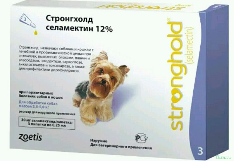 стронгхолд, собак, собака стронгхолд, собак, собака