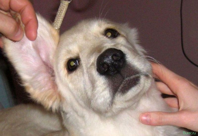 ушной, клещ, собаки