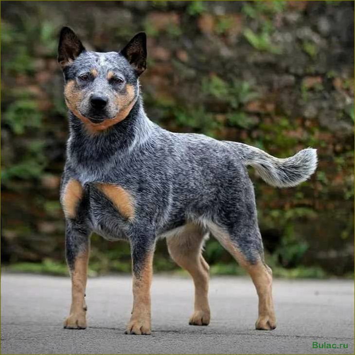 Австралийская пастушья собака — идеальный компаньон для работы и семьи
