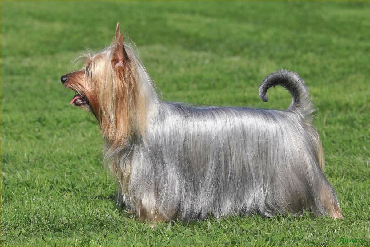 (австралийский, шелковистый, терьер, особенности, породы) Австралийский шелковистый терьер — особенности породы, уход и характеристики