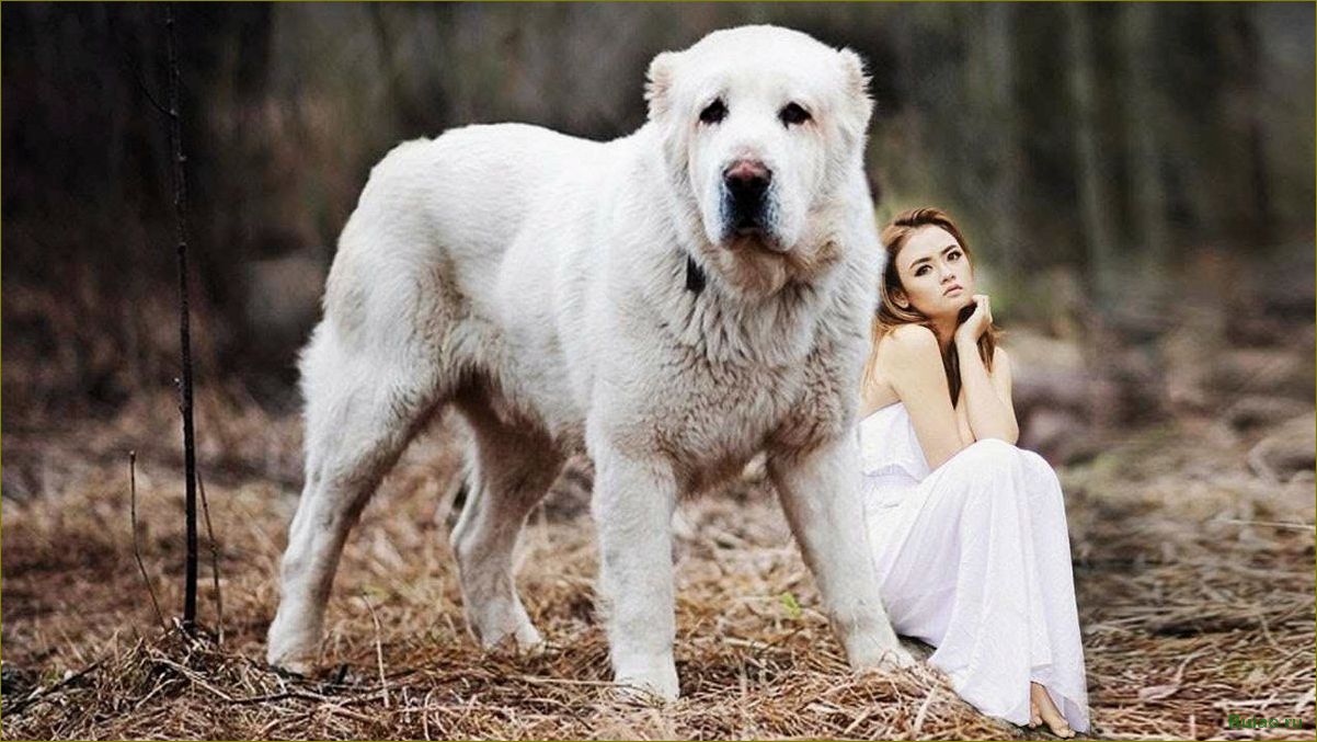 Алабай — история происхождения, особенности характера, уход и воспитание, советы по выбору щенка и применение в охране и спорте
