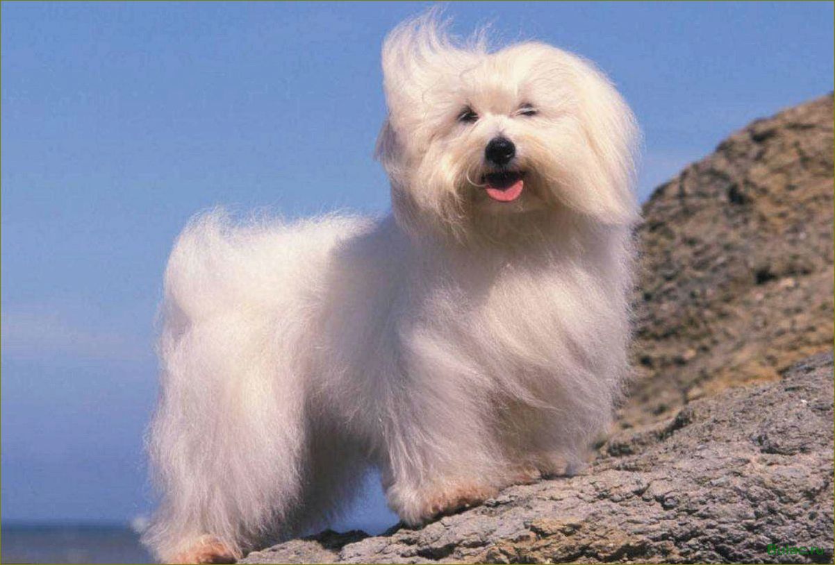 Котон-де-тулеар — идеальный компаньон для семьи и незаменимый помощник в воспитании детей