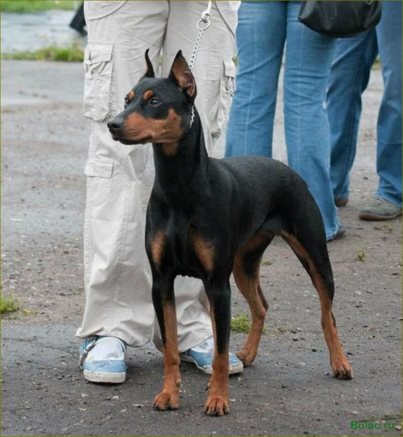 (немецкий, пинчер, идеальный, активных, людей) Немецкий пинчер — идеальный пес для активных людей и надежный компаньон для всей семьи