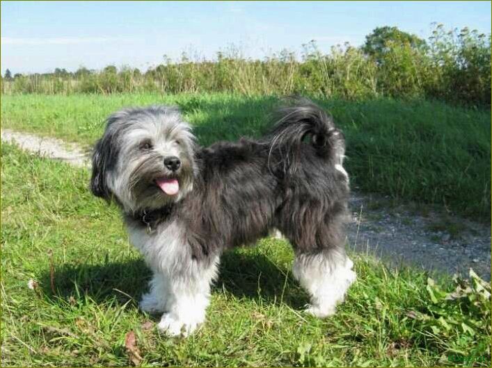 Малая львиная собака — уникальные особенности породы, советы по уходу и воспитанию, интересные факты и история происхождения