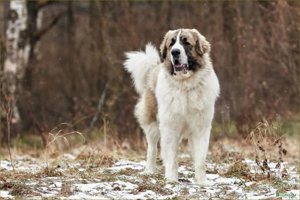 Пиренейский мастиф — история происхождения, особенности характера и воспитание собаки этой породы