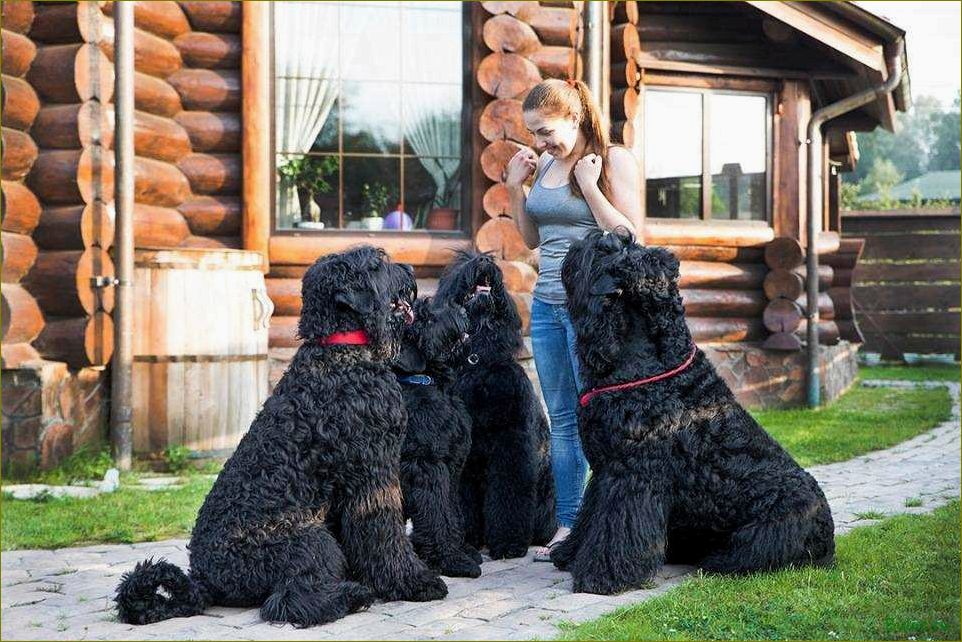 Черный терьер — история происхождения, особенности характера и воспитания, советы по уходу и кормлению, рекомендации по выбору щенка и тренировке 