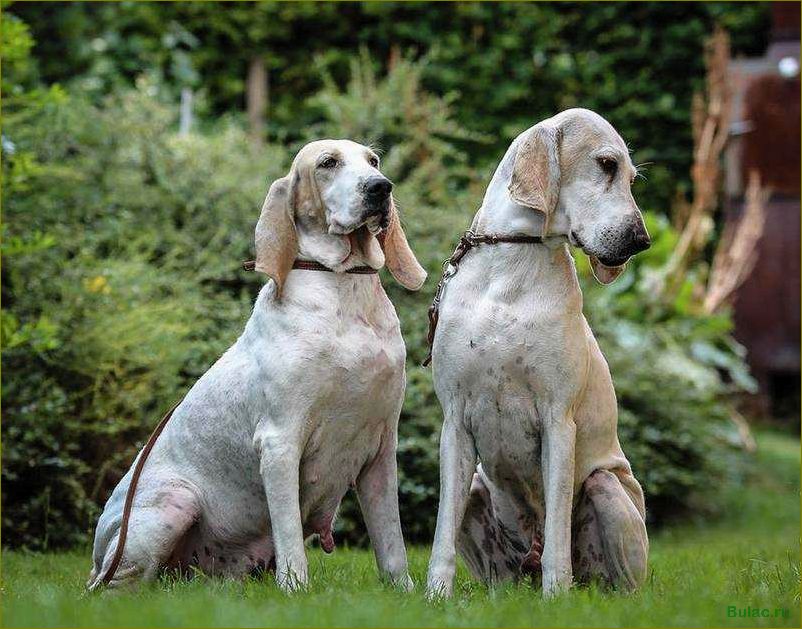 Фарфоровая гончая — история, особенности, уход и тренировка породы с благородным происхождением