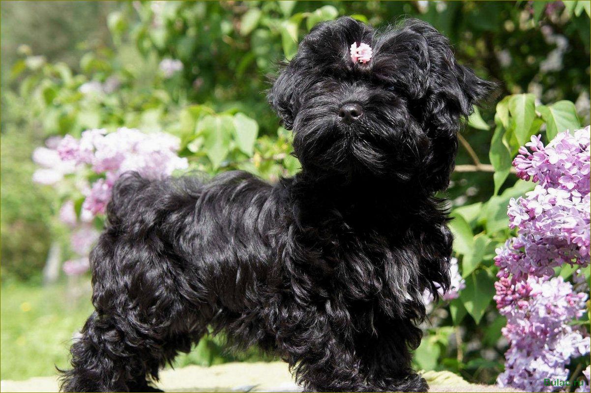 (описание, породы, русская, цветная, болонка) Описание породы Русская цветная болонка — история, характеристики, особенности воспитания и ухода