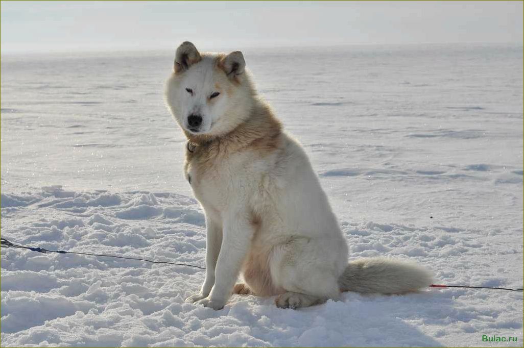 Чукотская ездовая — уникальная культура и традиции на краю мира, где лошади становятся надежными спутниками и символами свободы