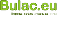 Всё о собаках